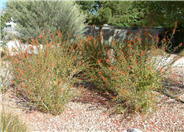 California Fuchsia, Zauschneria