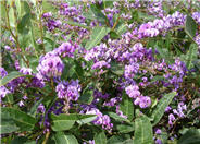 Lilac Vine, Coral Pea