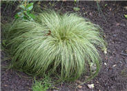 Frosty Curls Sedge