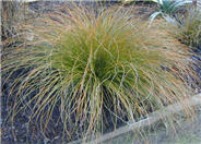 Brown Sedge