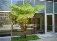 Australian Tree Fern