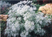 Silver Mound Artemisia