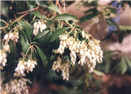 Lily of the Valley Bush