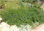 Australian Bluebell Creeper