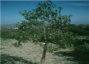 Bottle Tree, Kurrajong