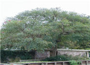 Cockspur Coral Tree, Ceibo