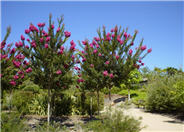 Tuscarora Crape Myrtle