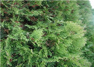 American Arborvitae