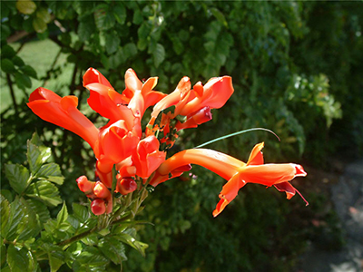 Cape Honeysuckle